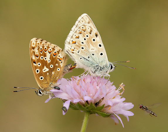 Chalk Hill Blue Polyommatus coridon