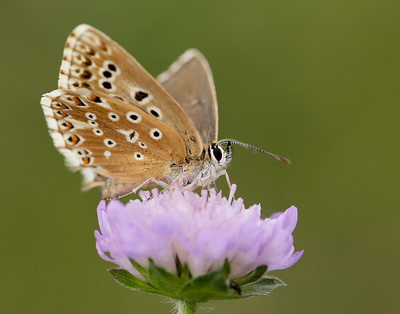 Chalk Hill Blue Polyommatus coridon