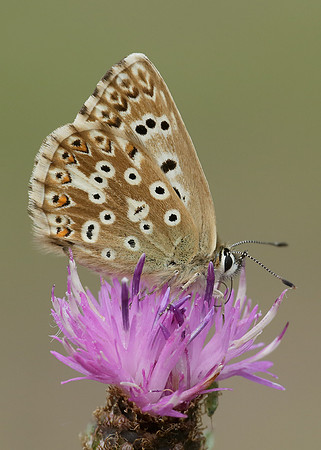 Chalk Hill Blue Polyommatus coridon