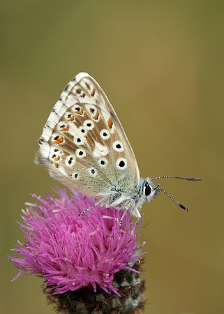 Chalk Hill Blue Polyommatus coridon