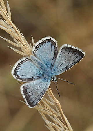 Chalk Hill Blue Polyommatus coridon