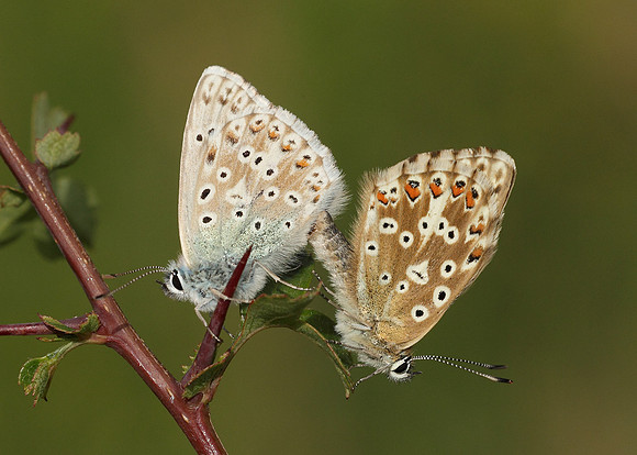 Chalk Hill Blue Polyommatus coridon
