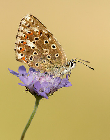 Chalk Hill Blue Polyommatus coridon
