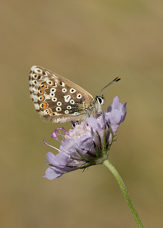 Chalk Hill Blue Polyommatus coridon