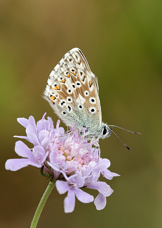 Chalk Hill Blue Polyommatus coridon