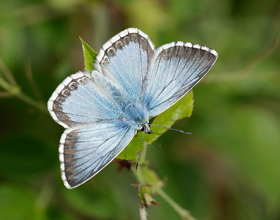 Chalk Hill Blue Polyommatus coridon