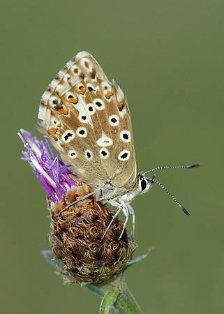 Chalk Hill Blue Polyommatus coridon