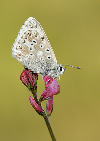 Chalk Hill Blue Polyommatus coridon