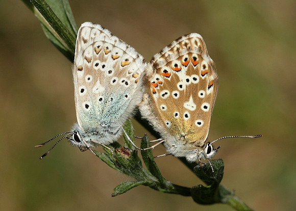 Chalk Hill Blue Polyommatus coridon