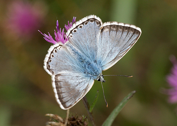 Chalk Hill Blue Polyommatus coridon