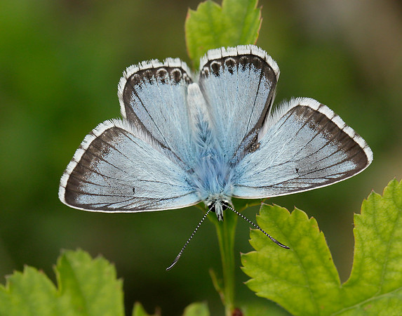 Chalk Hill Blue Polyommatus coridon
