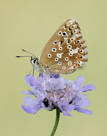 Chalk Hill Blue Polyommatus coridon