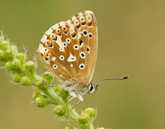 Chalk Hill Blue Polyommatus coridon