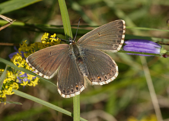 Chalk Hill Blue Polyommatus coridon