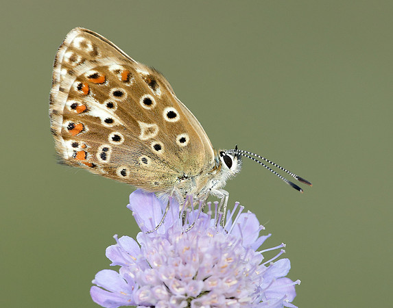 Chalk Hill Blue Polyommatus coridon
