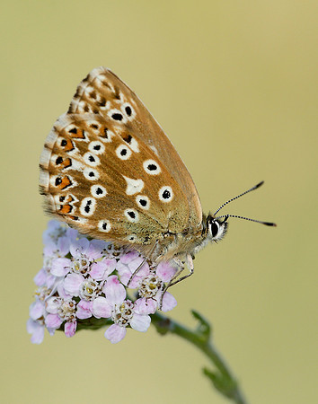 Chalk Hill Blue Polyommatus coridon