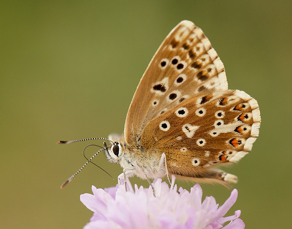 Chalk Hill Blue Polyommatus coridon