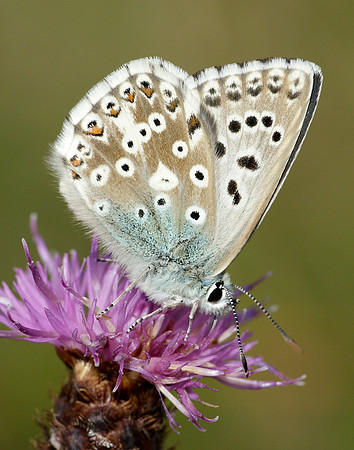 Chalk Hill Blue Polyommatus coridon