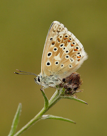 Chalk Hill Blue Polyommatus coridon