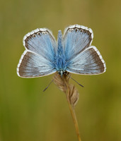 Chalk Hill Blue Polyommatus coridon
