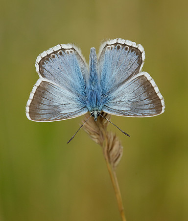 Chalk Hill Blue Polyommatus coridon
