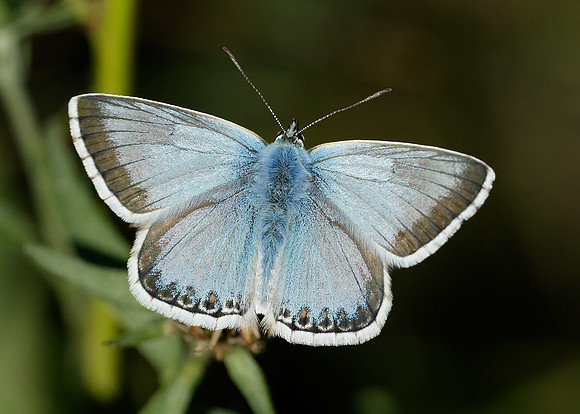 Chalk Hill Blue Polyommatus coridon