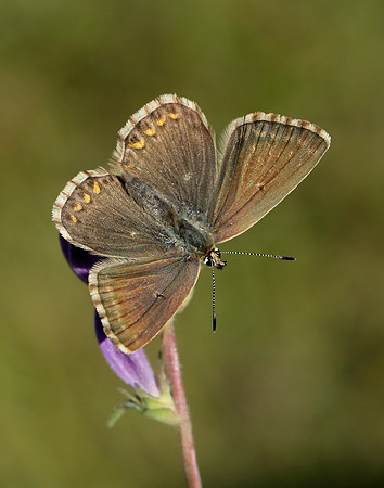 Chalk Hill Blue Polyommatus coridon
