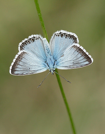 Chalk Hill Blue Polyommatus coridon