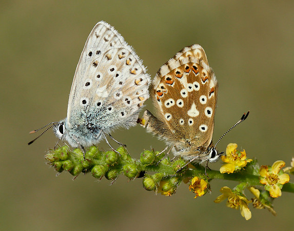 Chalk Hill Blue Polyommatus coridon
