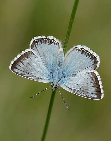 Chalk Hill Blue Polyommatus coridon