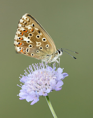 Chalk Hill Blue Polyommatus coridon