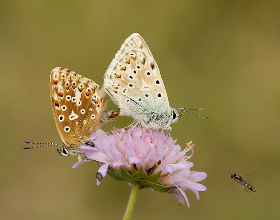Chalk Hill Blue Polyommatus coridon