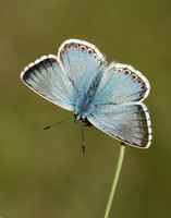 Chalk Hill Blue Polyommatus coridon