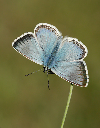 Chalk Hill Blue Polyommatus coridon