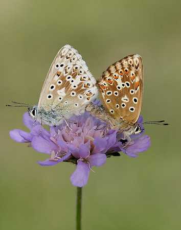 Chalk Hill Blue Polyommatus coridon