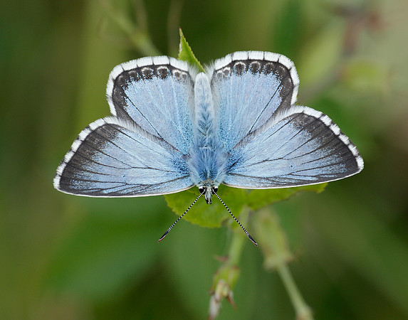 Chalk Hill Blue Polyommatus coridon
