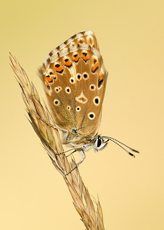 Chalk Hill Blue Polyommatus coridon