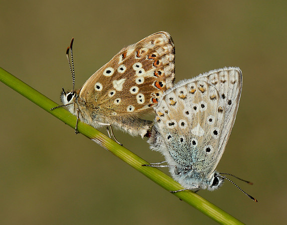 Chalk Hill Blue Polyommatus coridon