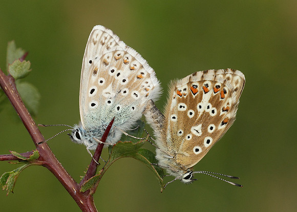 Chalk Hill Blue Polyommatus coridon