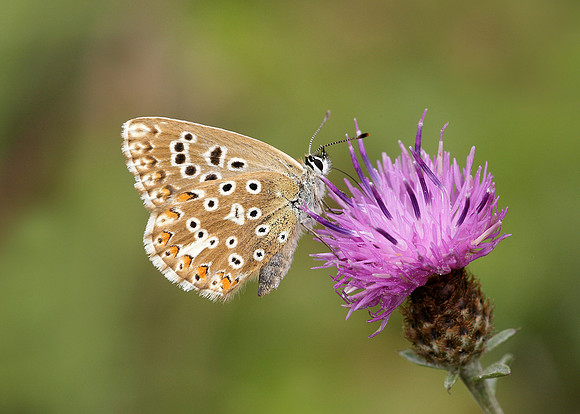 Chalk Hill Blue Polyommatus coridon