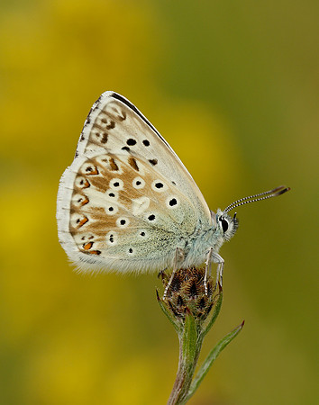 Chalk Hill Blue Polyommatus coridon