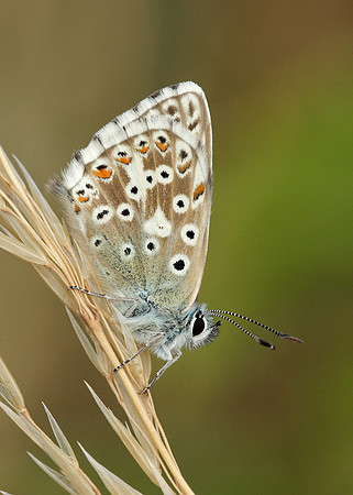 Chalk Hill Blue Polyommatus coridon