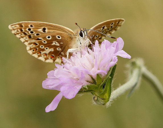 Chalk Hill Blue Polyommatus coridon