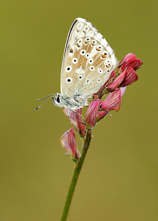 Chalk Hill Blue Polyommatus coridon