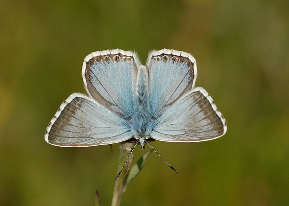 Chalk Hill Blue Polyommatus coridon