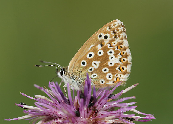Chalk Hill Blue Polyommatus coridon