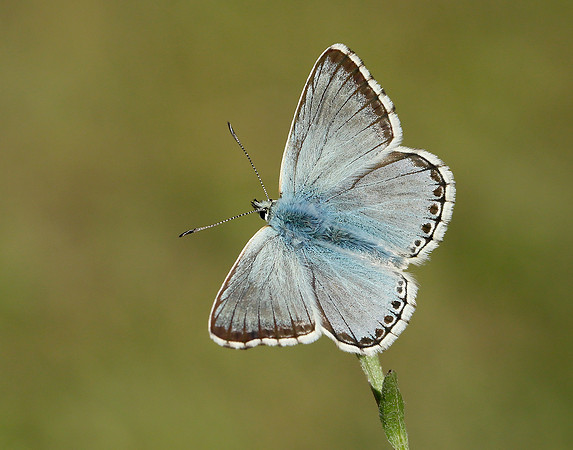 Chalk Hill Blue Polyommatus coridon