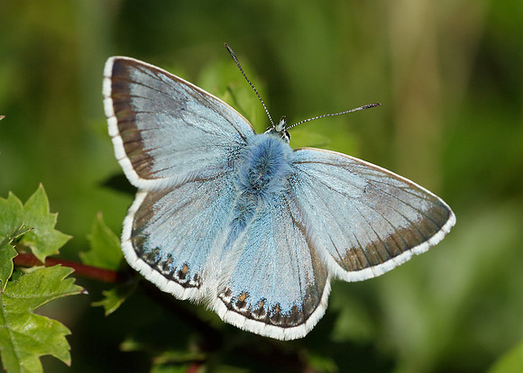 Chalk Hill Blue Polyommatus coridon