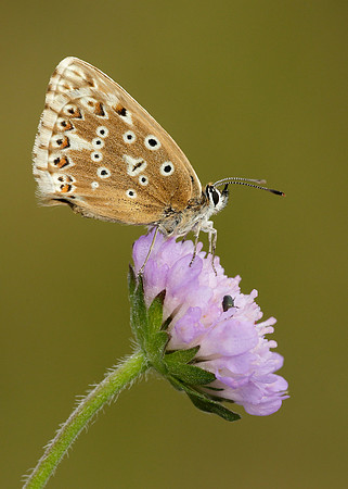 Chalk Hill Blue Polyommatus coridon
