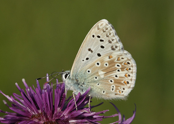 Chalk Hill Blue Polyommatus coridon